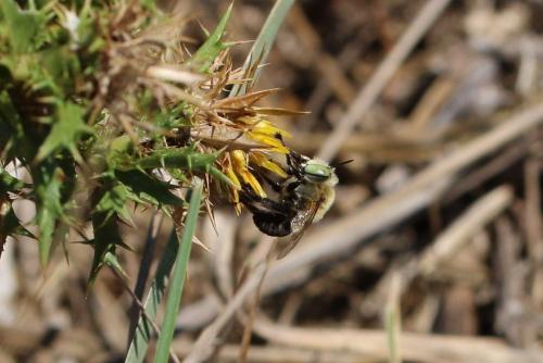 Anthophora fulvodimidiata